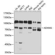 abx136084