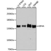 Western blot analysis of extracts of various cell lines using KIF4A Antibody (1/7000 dilution).