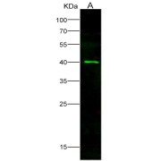 Western blot analysis of recombinant EBOV (subtype Zaire, strain H.sapiens-wt/GIN/2014/Kissidougou-C15) Matrix protein VP40 Protein (20 ng), using Ebola virus Matrix protein VP40 Antibody (1/1000 dilution).