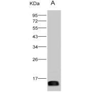 Western blot analysis of recombinant ZIKV E / Envelope protein (Domain III) (5 ng), using ZIKV-E (Domain III) Antibody (1/2000 dilution).