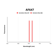 Ly6C Antibody (AF647)