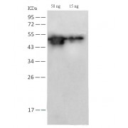 WB analysis of SARS-CoV-2 nucleoprotein, using SARS-CoV-2 NP Antibody (1/2000 dilution).