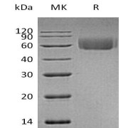 abx690705