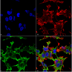 Receptor-Type Tyrosine-Protein Phosphatase F (PTPRF) Antibody