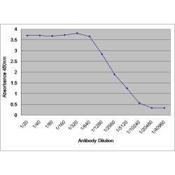 Albumin (ALB) Antibody
