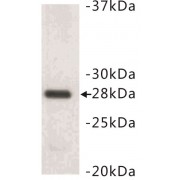 14-3-3 Beta/alpha (YWHAB) Antibody