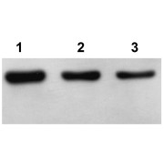 Western Blot analysis of Arabidopsis thaliana lysate using Plant Actin Antibody.<br>The antibody dilutions are:<br>Lane 1: 1/1000.<br>Lane 2: 1/5000.<br>Lane 3: 1/10000.</br>