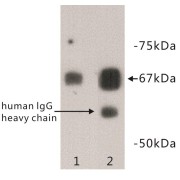abx019004