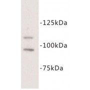 Mast/stem Cell Growth Factor Receptor Kit (C-Kit) Antibody