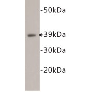 abx019042