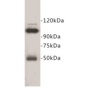 abx019043