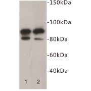 B-Lymphocyte Antigen CD19 (CD19) Antibody