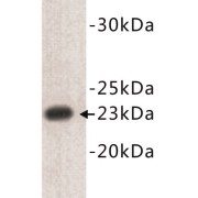 abx019046