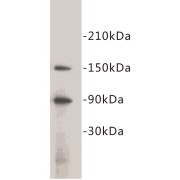 abx019048
