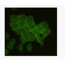 CD79 alpha Antibody