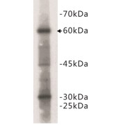 T-lymphocyte activation antigen CD80 / B7-1 (CD80) Antibody