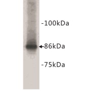 CgAa Antibody