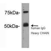 abx019061