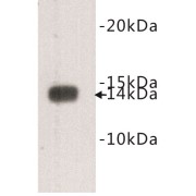 Cystatin C (CST3) Antibody
