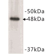 WB analysis of HeLa cell lysates.
