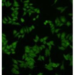 Dual Specificity Phosphatase 5 (DUSP5) Antibody