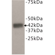 Dual Specificity Phosphatase 5 (DUSP5) Antibody