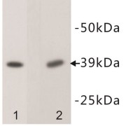 WB analysis of (1) HeLa cell lysates, and (2) NIH/3T3 cell lysates.