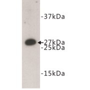 FAS-Associated Death Domain Protein (FADD) Antibody
