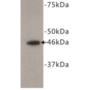 Forkhead Box D3 (FOXD3) Antibody