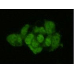 Geminin (GMNN) Antibody