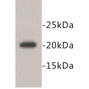 Geminin (GMNN) Antibody
