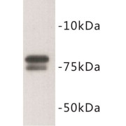 Golgin Subfamily A Member 5 (GOLGA5) Antibody