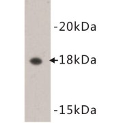 Lymphotoxin Alpha (LTA) Antibody