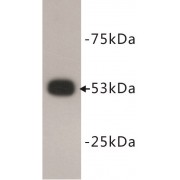 WB analysis of 293T cell lysates, using P53 antibody.