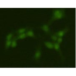 Protein Arginine N-Methyltransferase 5 (PRMT5) Antibody