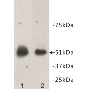 Relaxin 3 receptor 1 Antibody