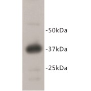 REM 2 Antibody