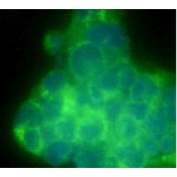 Thy-1 Membrane Glycoprotein (THY1) Antibody