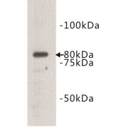 WB analysis of D3 cell lysates.