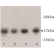 Tri-methyl-Histone H3 / Lys9 Antibody