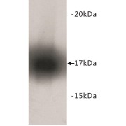 WB analysis of recombinant Mouse TNFA.