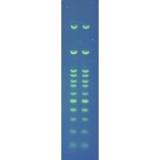 Electrophoresis analysis of 100 bp DNA ladder (Maestrogen), using Agarose High Resolution (1% TBE).
