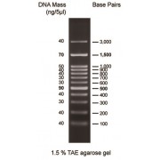 0.1-3 kbp DNA marker
