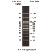 0.1-3 kbp DNA marker