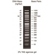 0.05-1.5 kbp DNA Marker