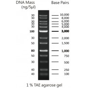 0.1-10 kbp DNA Marker
