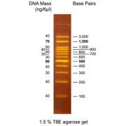 0.1-3 kbp DNA marker (Fluorescent)