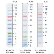 5-245 kDa Protein Marker (Stained)