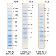 10-180 kDa Protein Marker (Stained)