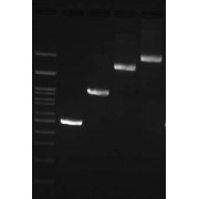 PCR analysis of 100 mM dNTP set. Briefly, A 35 cycle PCR reaction is set up to test the amplification efficiency of 10mM dNTPs Mix. Bacteriophage Lambda DNA (1 ng/reaction) was used as PCR template. Primer sets of amplicons with 0.5, 1, 2, 3 kb were used in the reaction. After the PCR, 5 µl was analyzed with 1.5% agarose gel (TAE buffer). 0.1-3 kbp DNA marker (<a href="https://www.abbexa.com/index.php?route=product/search&search=abx299702" target="_blank">abx299702</a>) was run as molecular weight standard. All samples were stained with 1 µl DNA Staining Reagent (<a href="https://www.abbexa.com/index.php?route=product/search&search=abx299713" target="_blank">abx299713</a>).